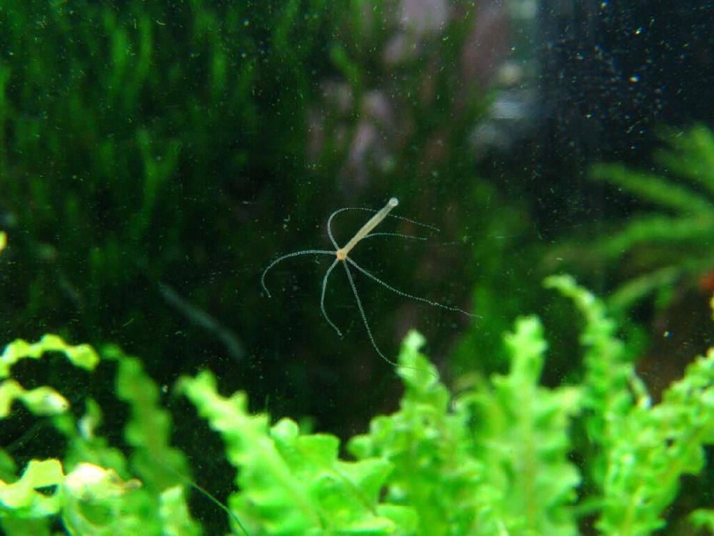 Kraken tor зеркало
