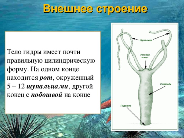 Кракен сайт kr2web in цены